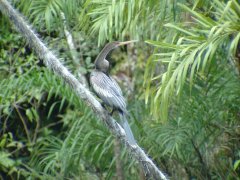 05-A cormorant along the Rio Cuyabena